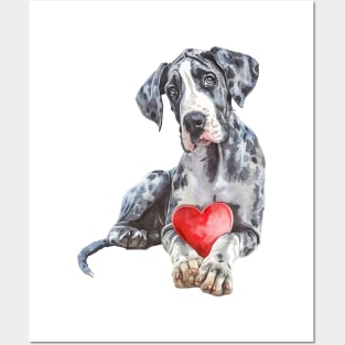 Valentine Great Dane Holding Heart Posters and Art